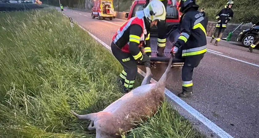 Auto travolge un cervo a Cadino: ferita la guidatrice, morto l'animale