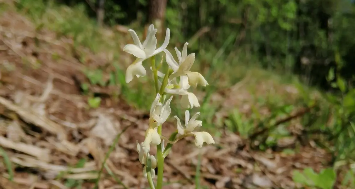 Monte Baldo, scoperta una rara orchidea nel sito Natura 2000 di Talpina (Mori)