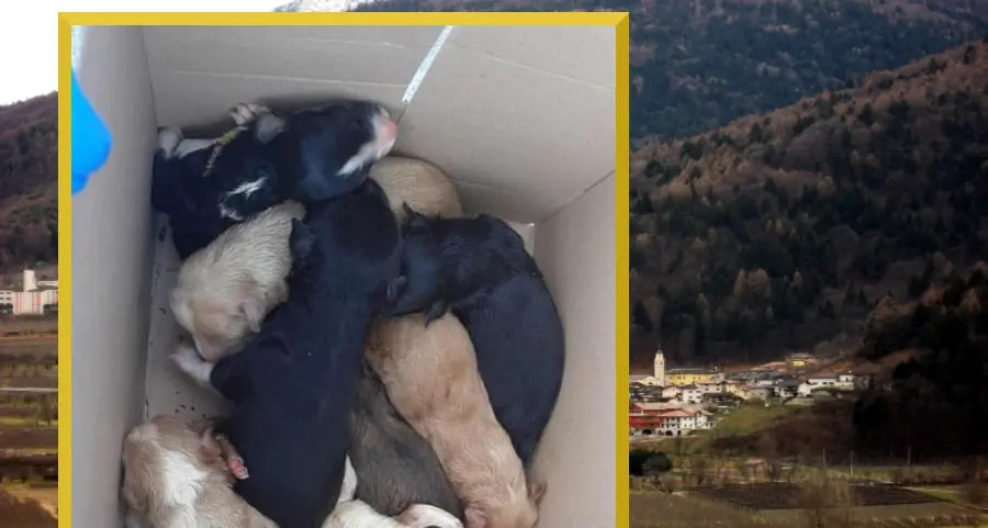 Nove cagnolini neonati ritrovati dentro un sacchetto, in una scarpata sotto malga Tomba