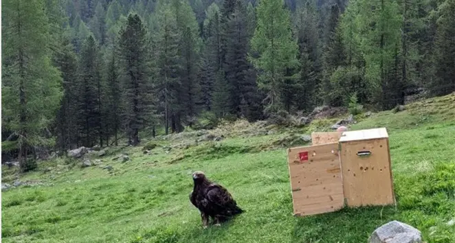 Dopo tre mesi di cure è stata rilasciata sui monti l’aquila reale intossicata da piombo