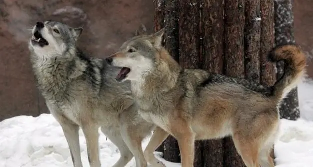Angelo Pangrazio: \"Convivere con il lupo si può, in una montagna viva\"