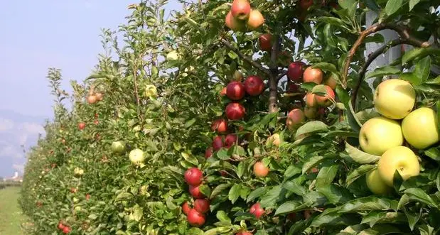 Mele, preoccupa l'aumento dei costi per le aziende. In Trentino previsto un calo di produzione (-1%) nella prossima stagione