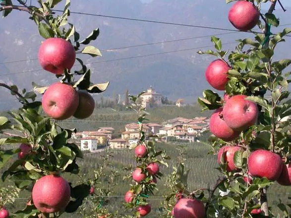 Meleti in val di Non, in Trentino. ANSA/UFF STAMPA FONDAZIONE MACH SAN MICHELE ALL'ADIGE +++NO SALES, EDITORIAL USE ONLY+++