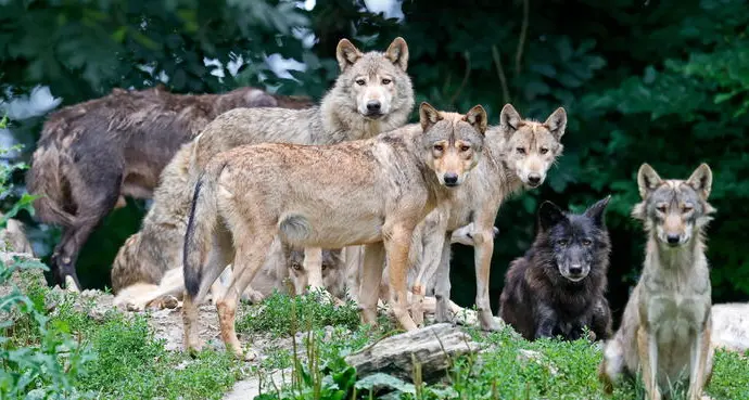 Branco di lupi attacca gregge a malga Agnerola: ferito un cane pastore