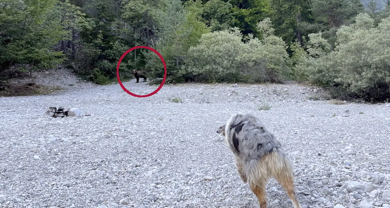 «Davanti all'orso senza paura, con i nostri cani: abbiamo rispettato le regole e lui se n'è andato»