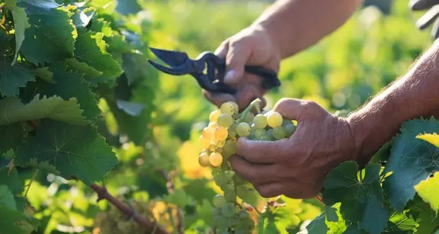 Vendemmia: in agosto la maturazione ha recuperato il ritmo, grazie al clima più piovoso e meno caldo