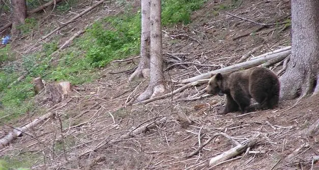 L'orsa morta durante la cattura in val di Ledro, l'Aidaa annuncia un esposto: \"Non siamo convinti si tratti di un incidente\"