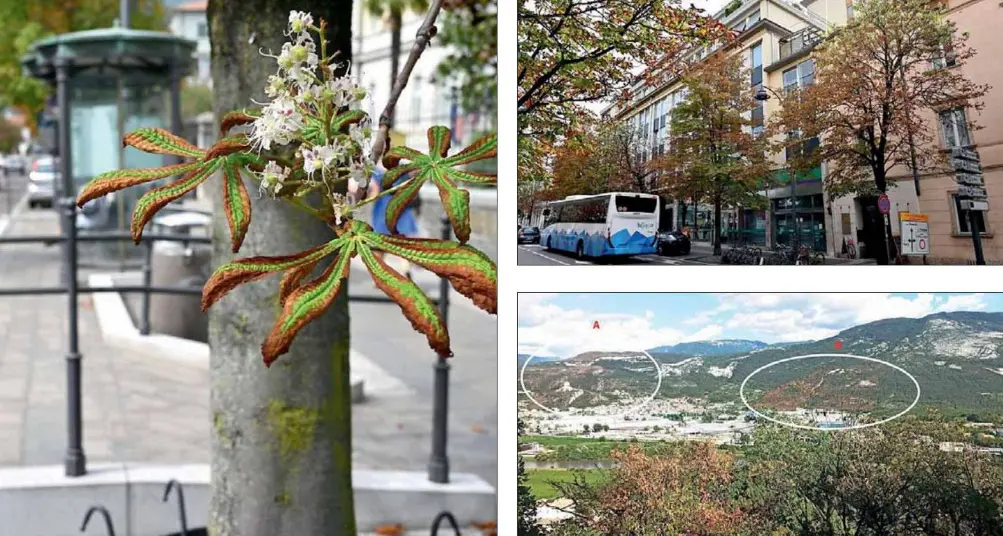 Clima pazzo, gli alberi in città fioriscono: il caso degli ipocastani in corso Rosmini