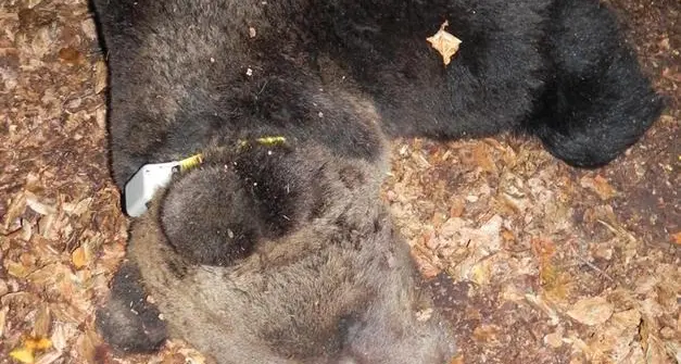 «Non cambiate il radiocollare all'orsa JJ4: è anziana e rischia di morire anche lei»