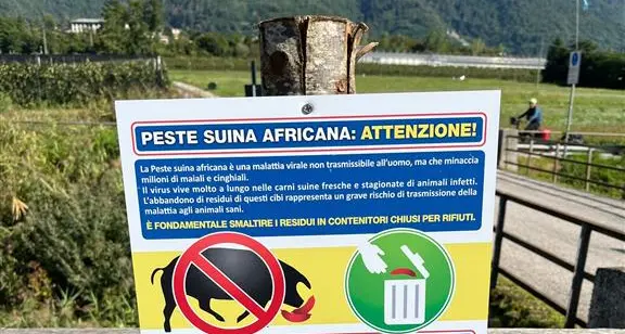 Contro il rischio peste suina l'appello a non abbandonare cibo in giro: potrebbe causare il contagio