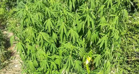 Coltiva marijuana in un bosco ma viene ripreso con le fototrappole: denunciato un uomo di Riva