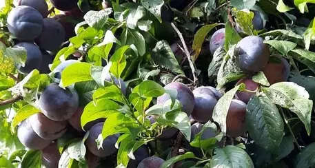 Gli offrono tre centesimi al chilo per le prugne, coltivatore getta la spugna e taglia tutte le piante