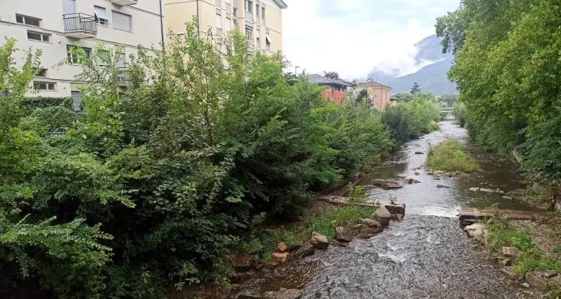 Le piante lungo l'alveo del Fersina in città, la Provincia rassicura: sicurezza garantita