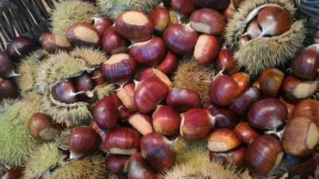 Senarica di Crognaleto (Teramo) - Il 21 e 22 ottobre la Festa della Castagna