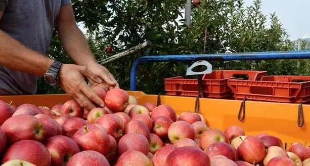 Melinda, produzione 2021 in calo e fatturato sceso a 276 milioni