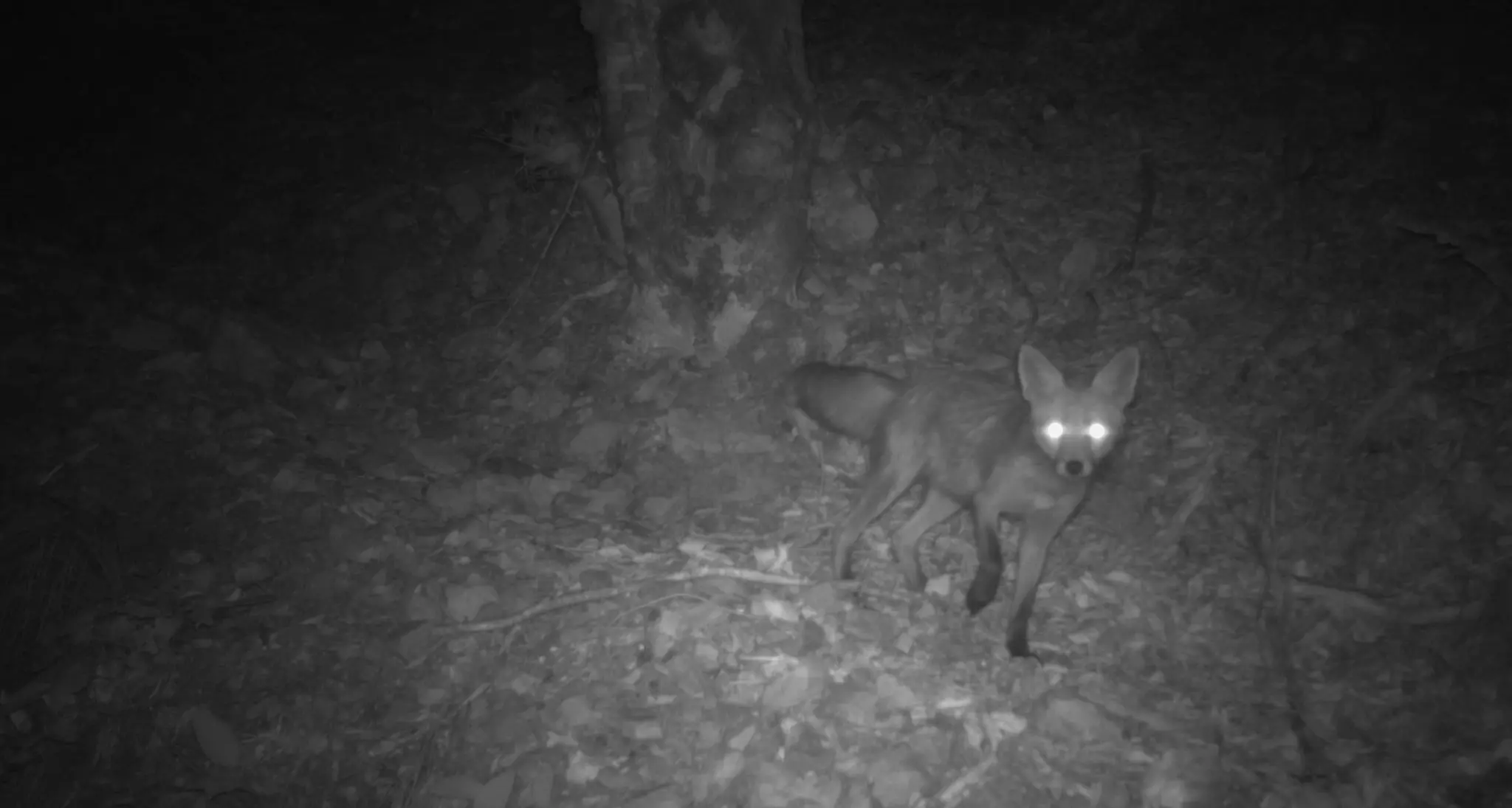 Le fototrappole del Muse svelano la vita segreta degli animali nei boschi trentini