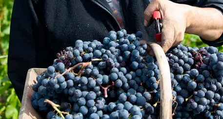 Vendemmia d'oro quest'anno in Trentino: «Stagione da ricordare, vini sopra la media»