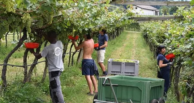 Quasi 50 mila gli stranieri residenti in Trentino nel 2021, molti i profughi impiegati nell'agricoltura
