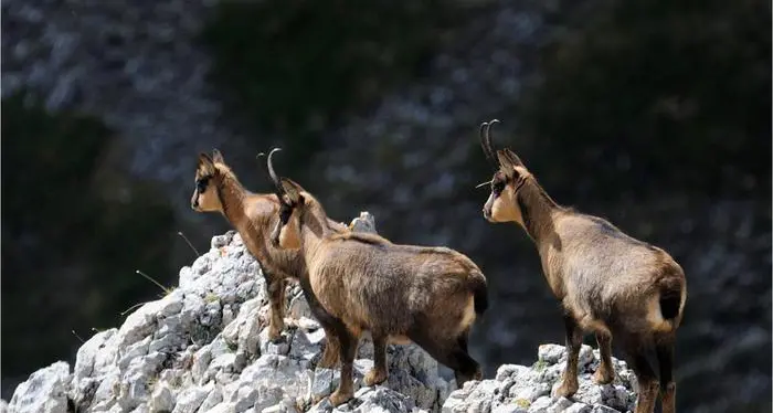 Due escursioniste avvistano un gruppo di animali e danno l'allarme temendo fossero lupi: erano camosci