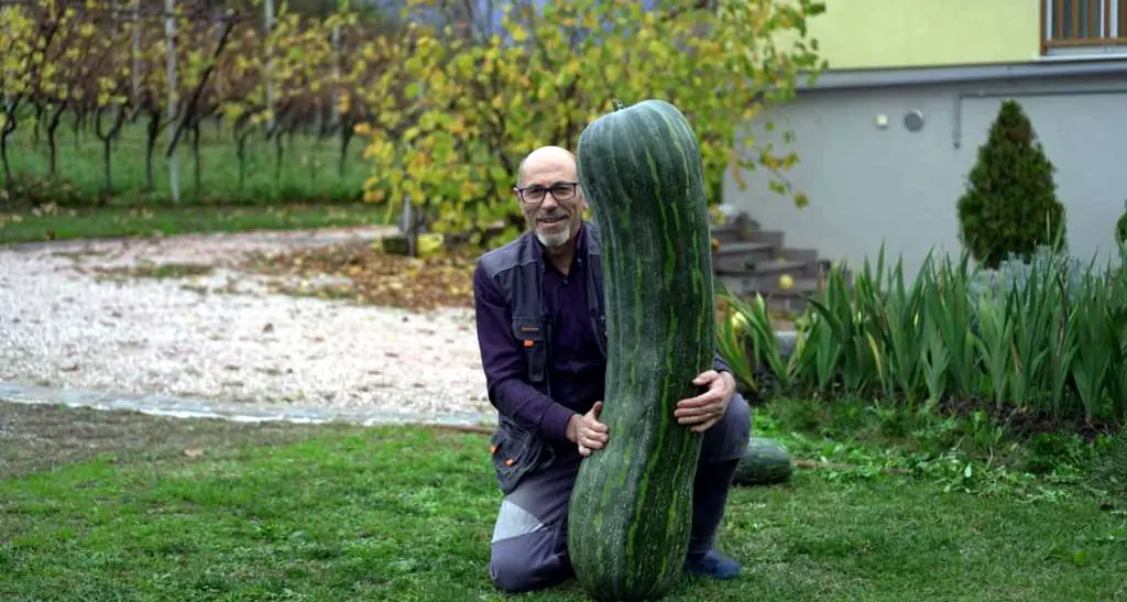 A Madrano una super zucca gigante da settanta chili