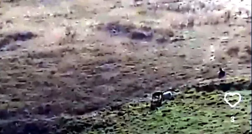 Bondone, il video virale dei lupi che attaccano la pecora: falso, erano cani pastore a difesa del gregge