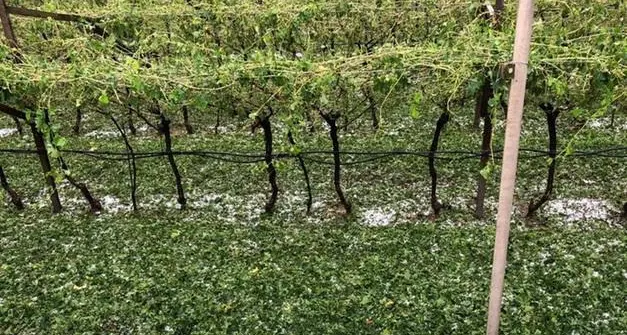 Agricoltura, in Trentino nel 2022 danni per trenta milioni di euro