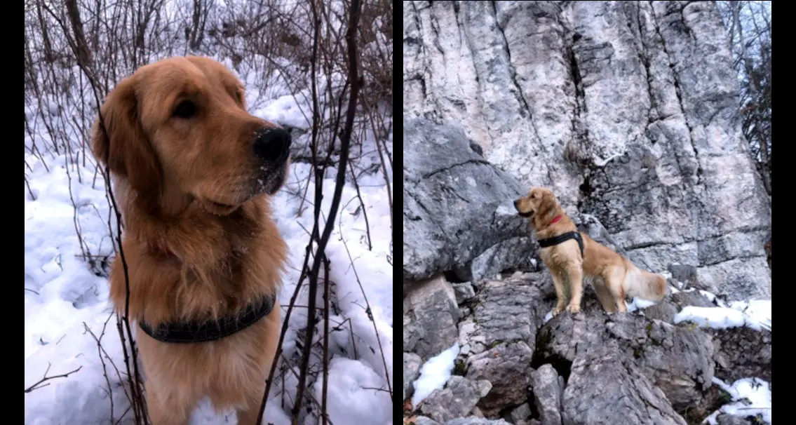 L'appello per Baby, giovane cane che si è perso in montagna a Folgaria