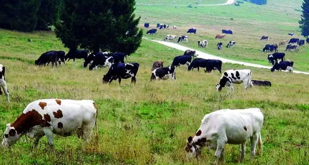 \"Premi\" per l'alpeggio in Trentino, i controlli scoprono speculazioni e recuperano 730 mila euro in tre anni