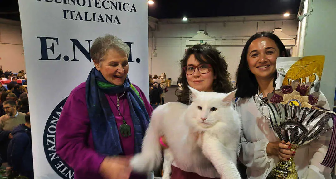 Ecco Poldo: vive in Valsugana ed è stato incoronato gatto più bello del mondo