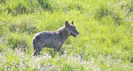 Lessinia, il Parco veronese conta i lupi presenti: sono una trentina