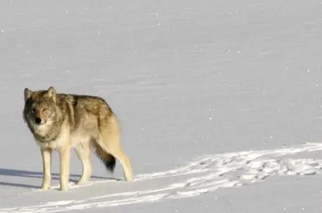 FILE - In this Feb. 24, 2006 file photo released by Michigan Technological University, a gray wolf is shown on Isle Royale National Park in northern Michigan. Officials are considering taking up to 30 wolves to the Lake Superior island, where only two inbred wolves remain. A report obtained by The Associated Press says the National Park Service is leaning toward relocating as many as 30 gray wolves there from the mainland within three years. (John Vucetich/Michigan Technological University via AP, File) [CopyrightNotice: AP2006]