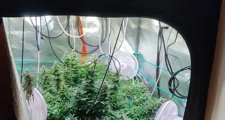 Coltivava marijuana in casa, arrestato un quarantenne a Mattarello