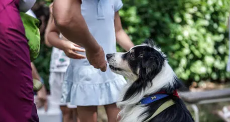 Cani, fioccano le multe per i guinzagli mancanti: quasi 1.700 interventi dei vigili urbani