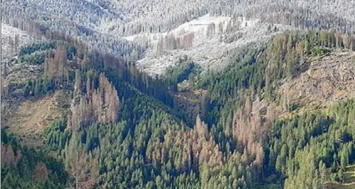 Allarme bostrico: le foreste divorate dal parassita ormai stanno morendo
