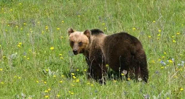 Aggressione in val di Rabbi: identificato l'orso. Fugatti: è MJ5, sarà catturato e ucciso
