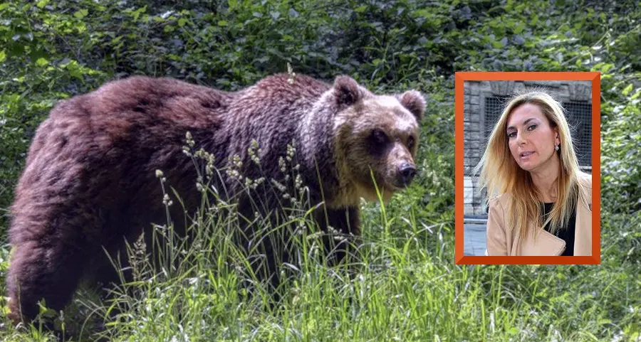 L'orso condannato a morte, Biancofiore chiama Fugatti: il nostro Trentino non passi come una terra crudele