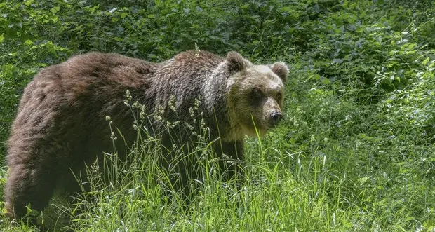 L'orso condannato a morte, Legambiente all'attacco: \"La Provincia non può decidere, abbattimento illegittimo\"