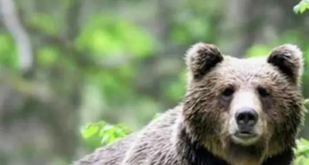 Trento, cinque associazioni in piazza Dante per fermare l'uccisione del'orso Mj5