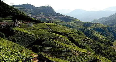 In arrivo il bando 2023 per il recupero dei paesaggi terrazzati in Trentino