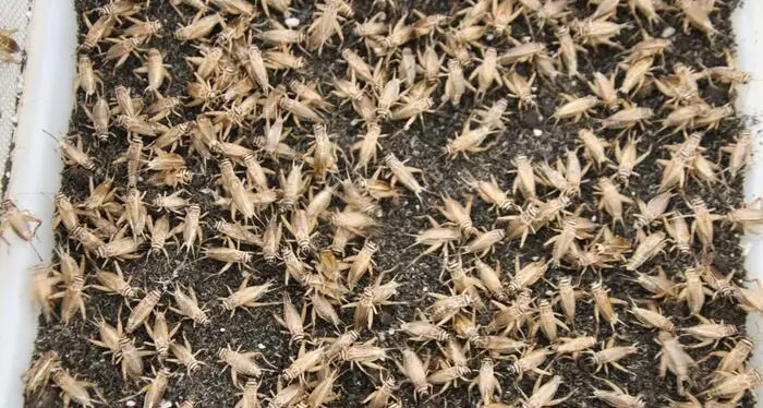 Stretta sulla vendita delle farine di insetti, il governo vara quattro decreti