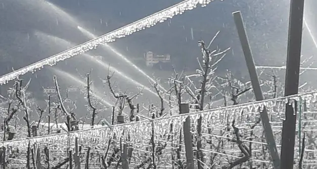 Fioriture in anticipo, pronti gli «allarmi» per il rischio di gelate primaverili