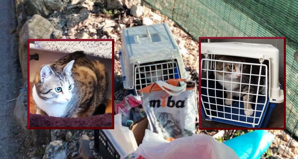 Gatto abbandonato in un trasportino al Bosco della città: ora Tigro ha una nuova casa