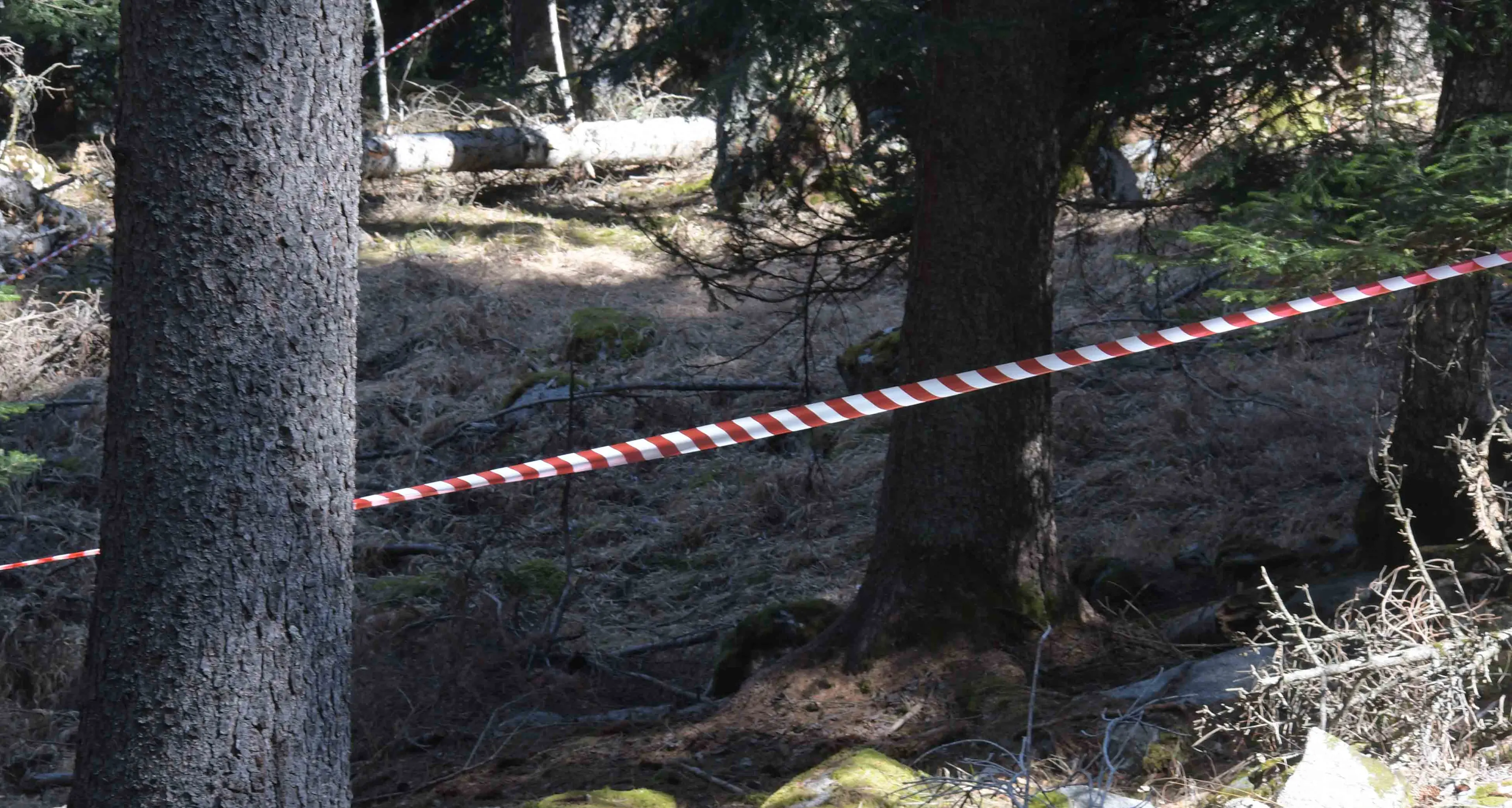 Orsi violenti in Trentino: nessun episodio fino al 2014, poi sette aggressioni in nove anni