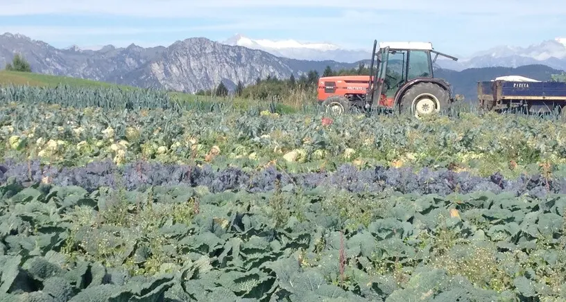 Val di Gresta, per salvare i campi si recupera l'acqua di lavaggio delle verdure