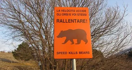 Orsi, l'Oipa alla Provincia: per la gestione bastava seguire il modello del Parco d'Abruzzo
