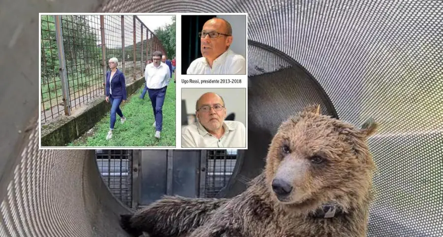 Gli orsi e la politica: quando Dellai voleva «rispedirli», Rossi e Fugatti «ridurli»