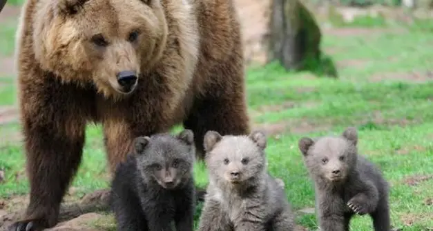 «JJ4 è ancora con i cuccioli e non va abbattuta: la Provincia attivi altre misure di prevenzione»
