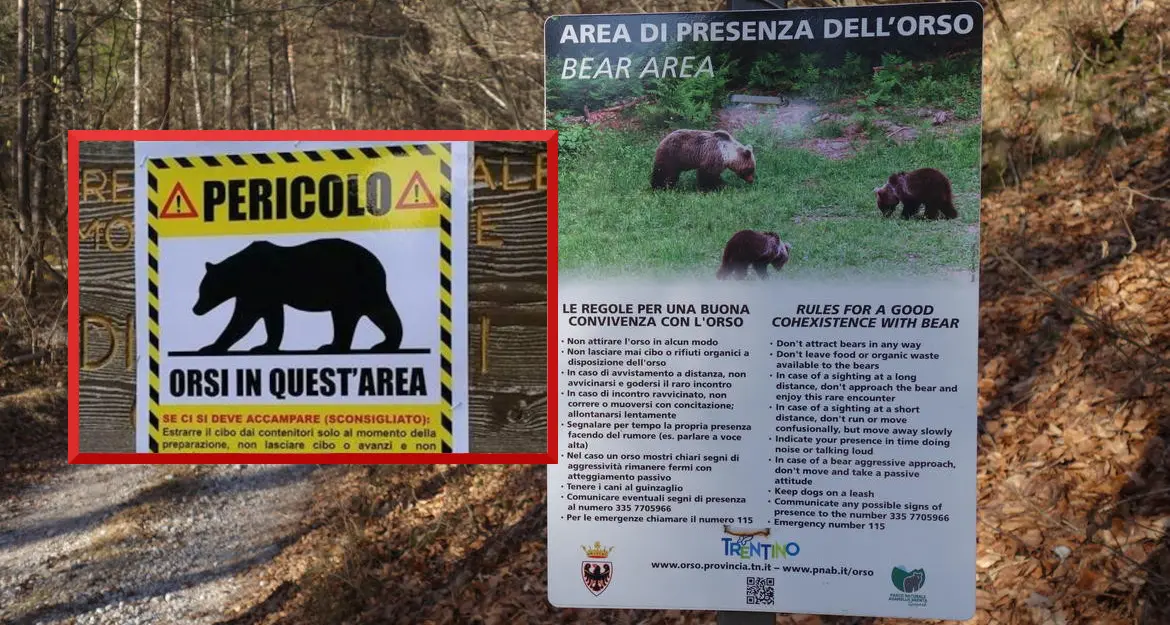 Orso e turismo, operatori preoccupati: finora poche disdette ma si temono effetti sul brand Trentino