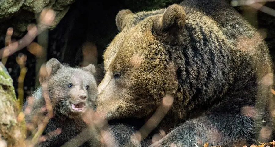 Il partito animalista europeo querela Fugatti anche per l'ordinanza sull'abbattimento dell'orso Mj5