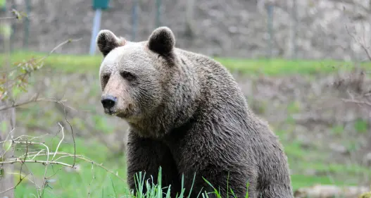 Per Jurka, mamma di Jj4, una nuova vita da \"star\" in un parco della Foresta Nera